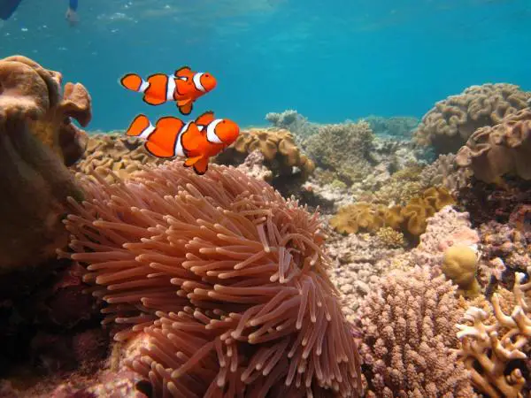 Clownfish Care - Yhteensopivuus muiden pellekalajen ja muiden lajien kanssa