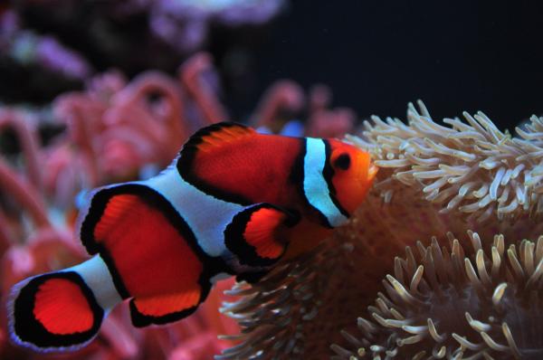 Clownfish hoito - Clownfish ruokavalio 