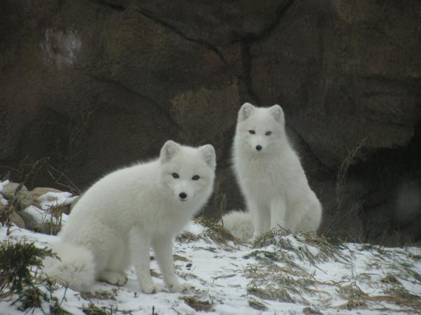 Kettujen tyypit - Nimet ja valokuvat - Napapiiri (Vulpes lagopus)
