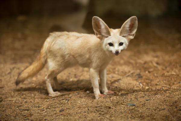 Kettujen tyypit - Nimet ja valokuvat - Aavikkokettu (Vulpes zerda)