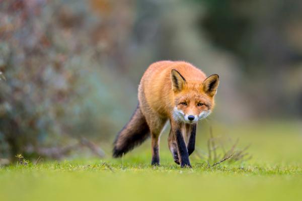 Kettujen tyypit - Nimet ja valokuvat - Tavallinen kettu tai punakettu (Vulpes vulpes)