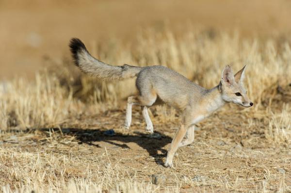 Kettujen tyypit - Nimet ja valokuvat - Kettu (Vulpes macrotis)
