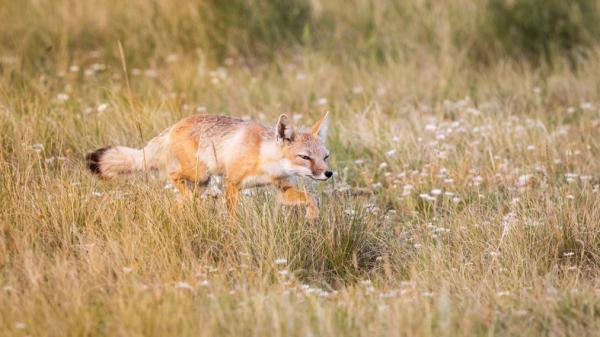 Kettujen tyypit - Nimet ja valokuvat - Swift fox (Vulpes velox)