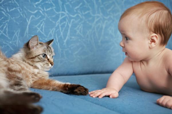 Kissojen ja vauvojen rinnakkaiselo - Kuinka totuttaa kissa vauvaan?