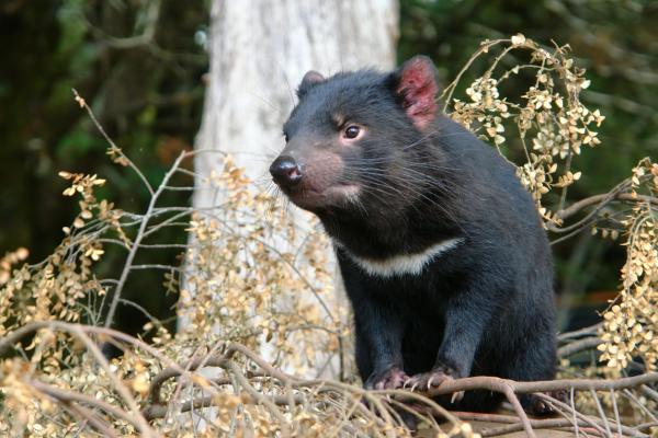 Oseanian eläimet - Tasmanian Devil