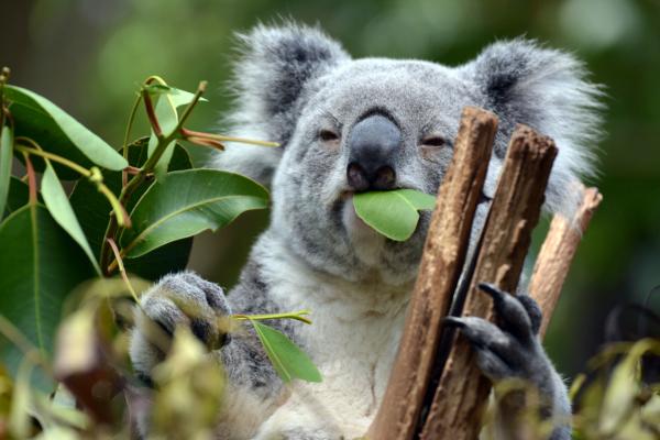 Oseanian eläimet - Koala