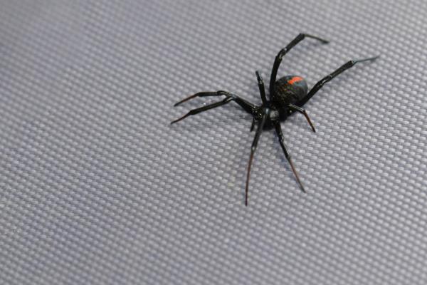 Oseanian eläimet - Punaselkäinen hämähäkki