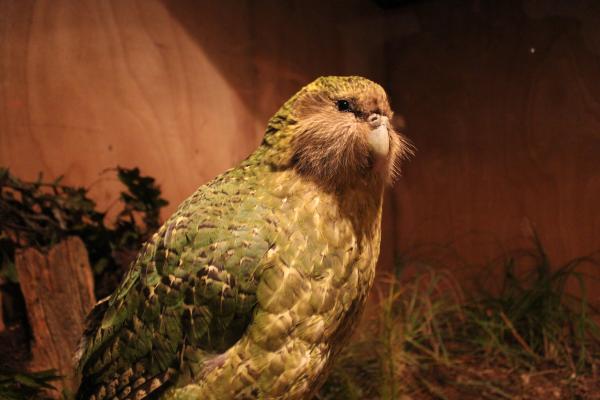 Oseanian eläimet - Kakapo