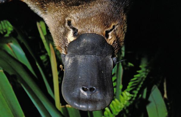 Oseanian eläimet - Platypus
