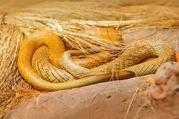 Oseanian eläimet - Taipan -käärme tai raivoisa käärme
