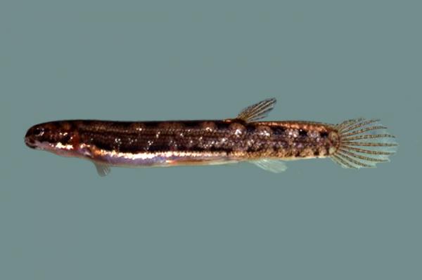 Oseanian eläimet - Salamander -kala