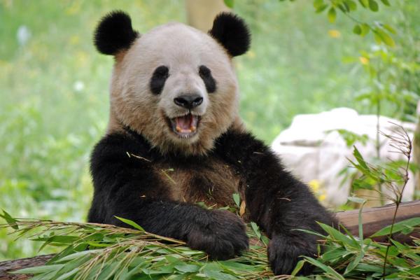 10 mielenkiintoisuutta pandakarhu - 10. Panda karhun numerot