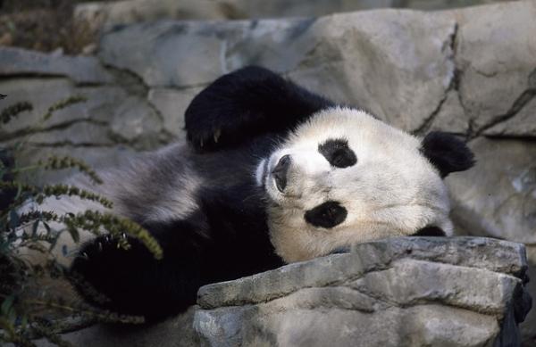 10 mielenkiintoista pandakarhua - 5. Onko pandat lepotilassa?