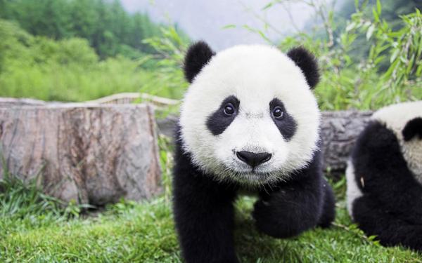 10 uteliaisuutta pandakarusta - 9. Sukupuuton vaara