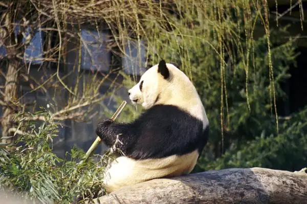 10 mielenkiintoisuutta pandakarusta - 7. Kunnioittavat olennot 