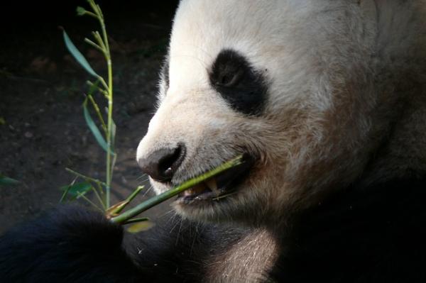 10 mielenkiintoisuutta pandakarhuista - 1. Lihansyöjä, joka pitää bambusta 