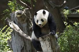 10 mielenkiintoisuutta pandakarusta - 3. Pandan koti 