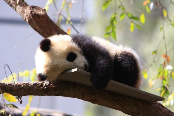 10 mielenkiintoisuutta pandakarusta - 8. Minimistä massiiviseen