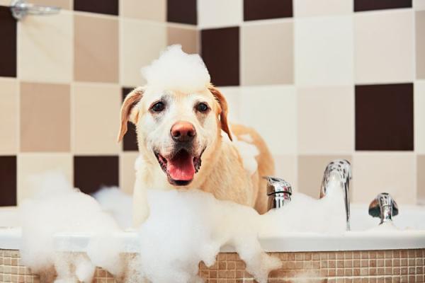 Voinko kylpeä koirani miedolla saippualla?  - Kuinka pesen koirani, jos minulla ei ole shampoota?