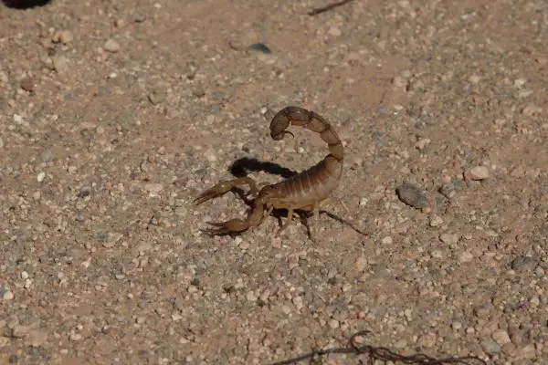 Aasian 11 vaarallisinta eläintä - 2. Fattail Scorpion