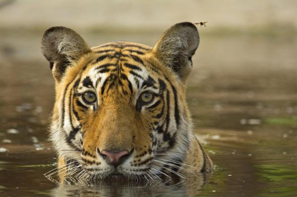 Aasian 11 vaarallisinta eläintä - 9. Bengalin tiikeri
