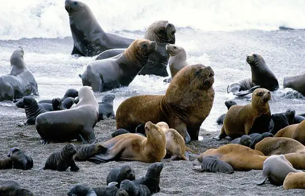 Argentiinan Patagonian eläimistö - Merileijonat 