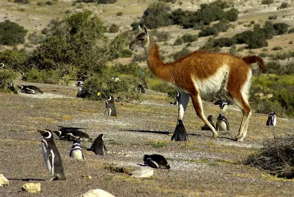 Argentiinan Patagonian eläimistö - Guanaco