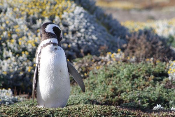 Argentiinan Patagonian eläimistö - Magellanic Penguins 