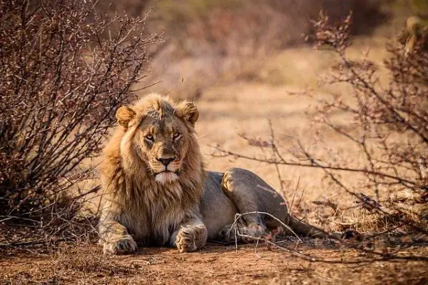 Missä leijonat asuvat?  - Leijonien elinympäristö Afrikassa