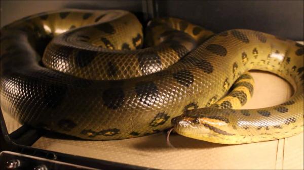 4 anaconda -lajia - Vihreä Anaconda
