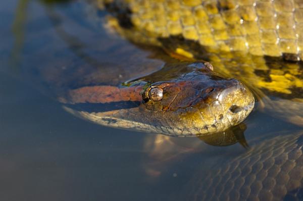 4 anaconda -lajia - anakondien uteliaisuuksia