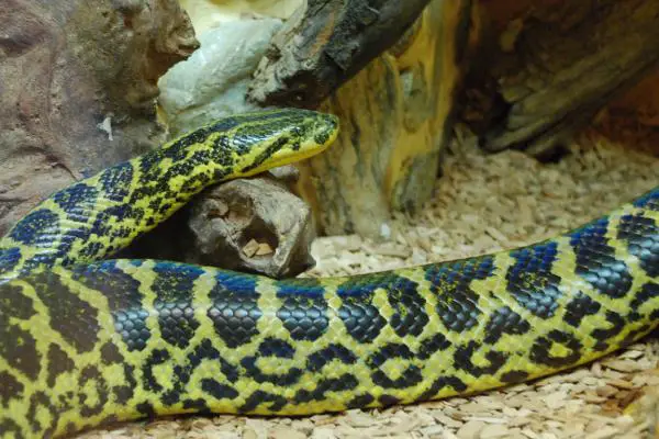 4 anaconda -lajia - keltainen Anaconda