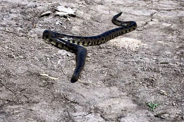4 anaconda -lajia - Bolivian Anaconda