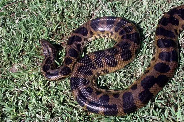 Kaikki 4 anaconda -lajia - tumma täplikäs anakonda