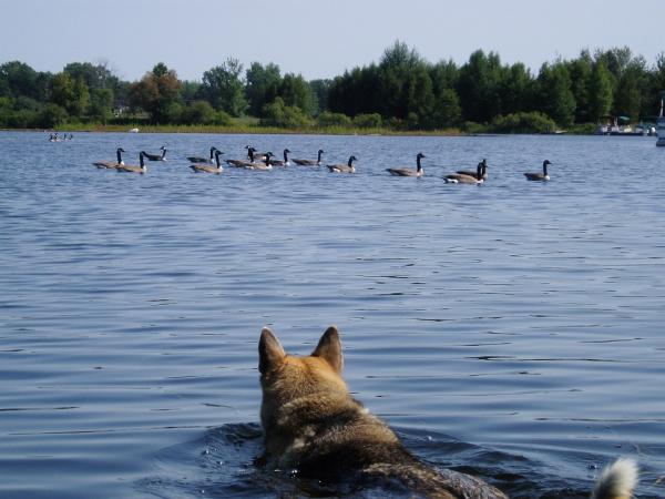 6 vaistomaista käyttäytymistä koirilla - 2. Metsästysvaisto