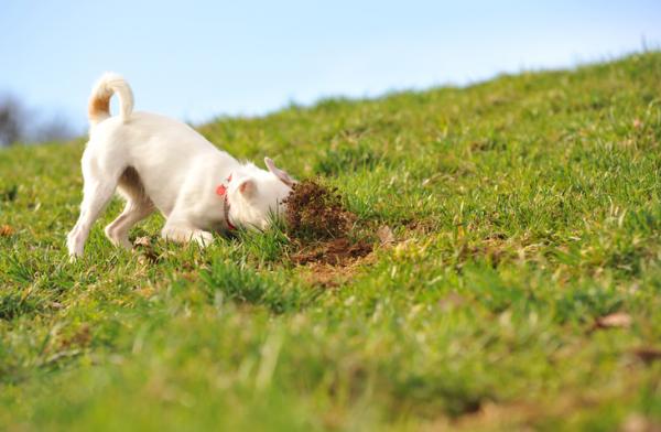 6 vaistomaista käyttäytymistä koirilla - 5. Kaivaminen ja reikien kaivaminen