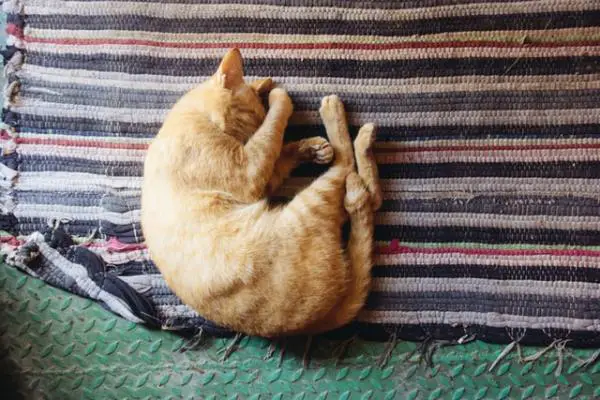 Mitä kissan nukkumisasennot tarkoittavat?  - Kierretty