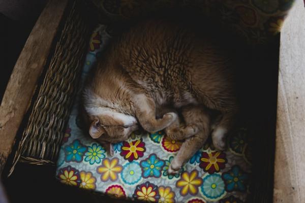 Mitä kissan nukkumisasennot tarkoittavat?  - Katettu