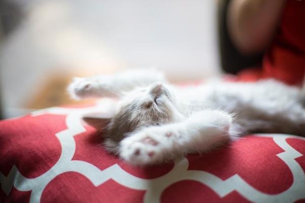 Mitä kissan nukkumisasennot tarkoittavat?  - Ylöspäin