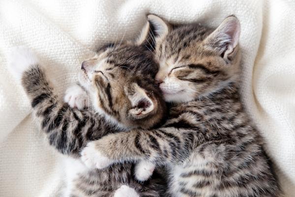 Mitä kissan nukkumisasennot tarkoittavat?  - Halausasento