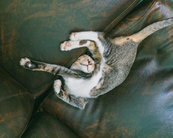 Mitä kissan nukkumisasennot tarkoittavat?  - Nuorten pentujen nukkuma -asennot