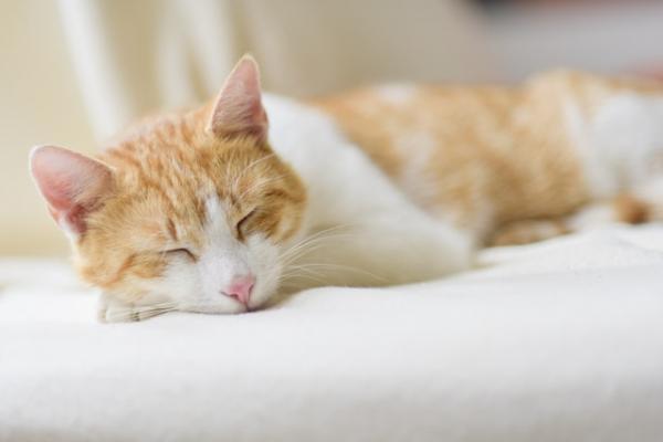 Mitä kissan nukkumisasennot tarkoittavat?  - Käpristynyt pää tuettuna