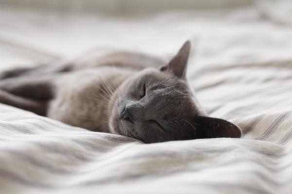 Mitä kissan nukkumisasennot tarkoittavat?  - Sivuttain