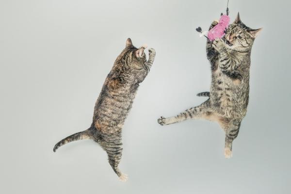 10 outoa kissan käyttäytymistä - 3. hulluushyökkäykset