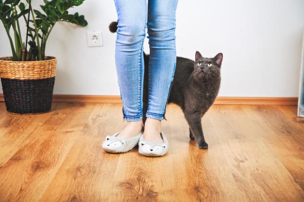 10 outoa kissan käyttäytymistä - 1. hankausta jalkojasi vasten