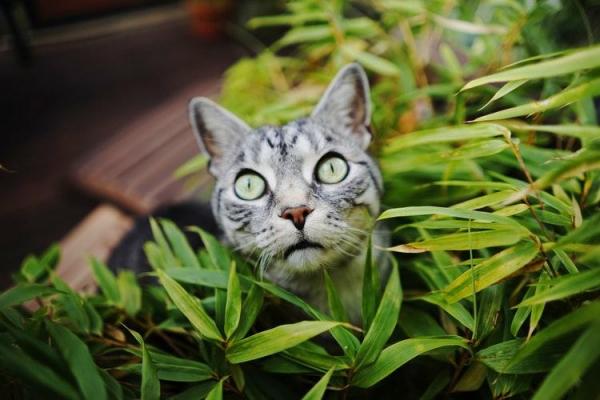 10 outoa käyttäytymistä kissoilla - 6. purevat kasvit