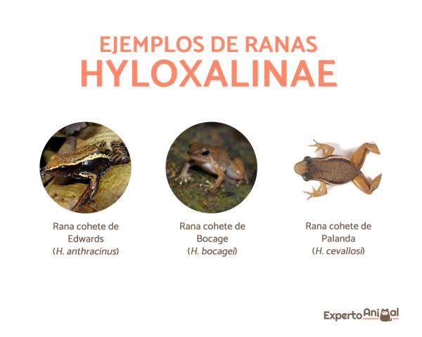 Nuoli -sammakoita - tyypit, ominaisuudet, elinympäristö, ruokavalio - Hyloxalinae -alaperheen nuolikärpäset