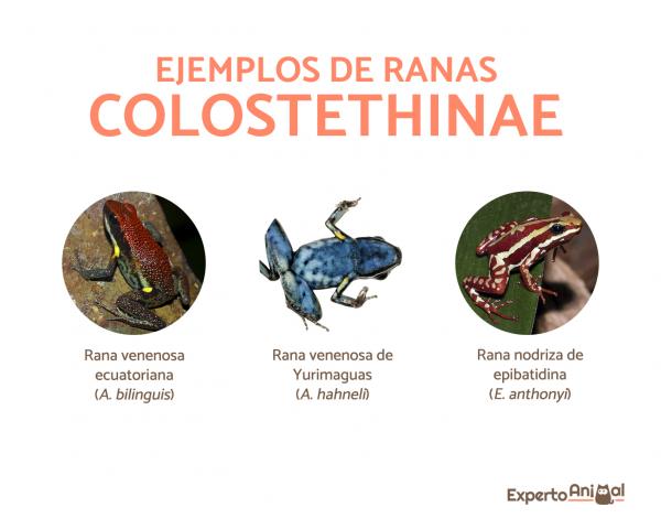 Nuolikärpäsammakot - tyypit, ominaisuudet, elinympäristö, ruokavalio - Colostethinae -alaperheen nuolikärpäset