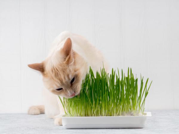 Miksi kissat syövät ruohoa?  - Hyviä kasveja kissoille