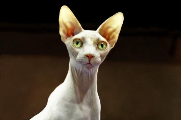 Sphynx Cat Care - Sfinx -kissan sairaudet ja terveysongelmat